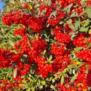 ピラカンサ,ピラカンサ,ピラカンサ,トキワサンザシ,盆栽の画像