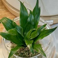 イチゴ,フィカス　ウンベラータ,ドラセナ コンパクタ,苔玉,リースの画像