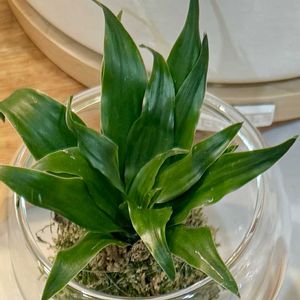 イチゴ,フィカス　ウンベラータ,ドラセナ コンパクタ,苔玉,リースの画像