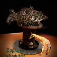 ユーフォルビア キリンドリフォリア,紅葉する多肉,ユーフォルビア,ちっちゃいものクラブ,男前赤黒紅葉( ´-ω- )y-ﾟﾟﾟの画像