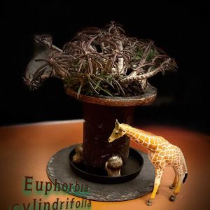 ユーフォルビア キリンドリフォリア,紅葉する多肉,ユーフォルビア,ちっちゃいものクラブ,男前赤黒紅葉( ´-ω- )y-ﾟﾟﾟの画像