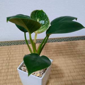 フィロデンドロン,フィロデンドロン,フィロデンドロン・バーキン,ダイソーの画像