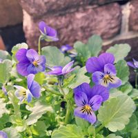 ビオラ,ビオラ,寄せ植え,鉢植え,ビオラ・パンジー祭り♪の画像