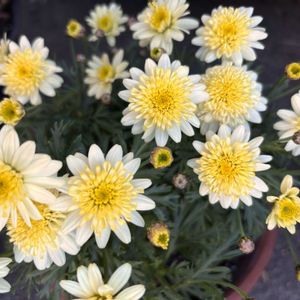 マーガレット,小さな庭で楽しく癒されてます,玄関アプローチの画像