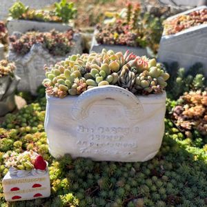 多肉植物,多肉寄せ植え,毎月15日はいちごの日,バラと夢CLUB,小さな庭の画像