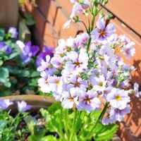 プリムラ マラコイデス,寄せ植え,庭の画像