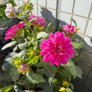 ダリア,ダリア,ミニバラ,レースラベンダー,レースラベンダーの画像