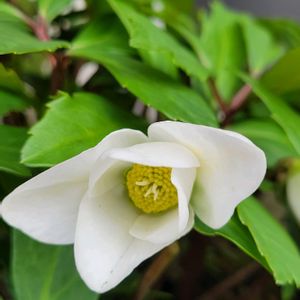 クリスマスローズ,クリスマスローズ,クリスマスローズ,鉢植え,大好きの画像