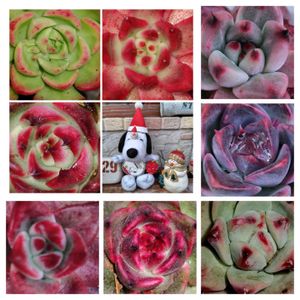 多肉植物,多肉女子,多肉好き,毎月15日はいちごの日,毎月15.16日は、ド真ん中の日の画像