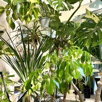 ストレリチア,ドラセナ,モンステラ,ゴムの木,ストレリチア オーガスタの画像