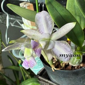 サザンカ,サザンカ,コナラ,蘭、らん、ラン,洋蘭♪の画像