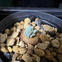 オトンナ,オトンナ・カカリオイデス,実生,成長記録,初心者ですの画像