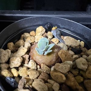 オトンナ,オトンナ・カカリオイデス,実生,成長記録,初心者ですの画像