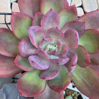 ルエラ,多肉植物,リビング,ド真ん中の日,玄関アプローチの画像