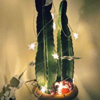 柱サボテン,サボテン科,その他部屋の画像