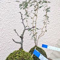 長寿梅,メルヘンの木,苔玉,ベランダの画像