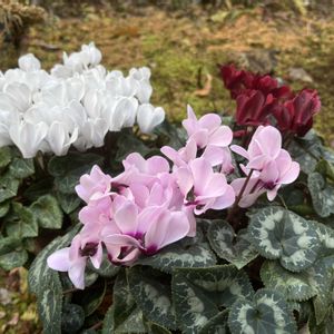 ガーデンシクラメン,ガーデンシクラメン ショコラ,ガーデンシクラメン・ジャドール,鉢植え,ガーデニングの画像