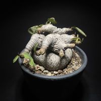 ユーフォルビア,塊根植物,落葉,冬越し,ユーフォルビア属。の画像