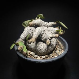 ユーフォルビア,塊根植物,落葉,冬越し,ユーフォルビア属。の画像