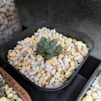 ハオルチア,ハオルチア属の画像