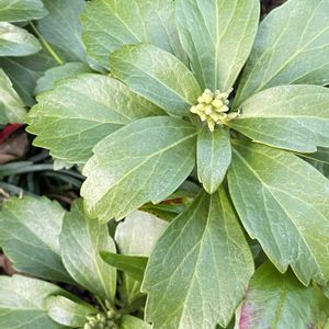 フッキソウ,地植え,北側花壇の画像