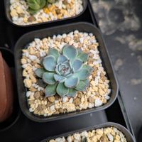 エケベリア,エケベリア属の画像