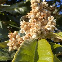 ビワ,ビワ,シュロ,散歩道♡の画像