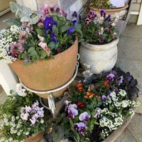 パンジー・ビオラ,ガーデンシクラメン,ビオラ,寄せ植え,花のある暮らしの画像