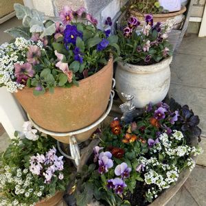 パンジー・ビオラ,ガーデンシクラメン,ビオラ,寄せ植え,花のある暮らしの画像