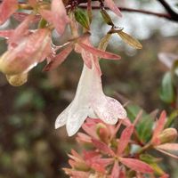 アベリア,お出かけ先にての画像