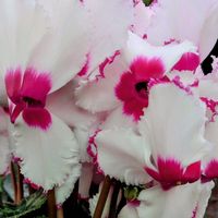 シクラメン,花のある暮らし,植中毒,花自慢,花中毒の画像