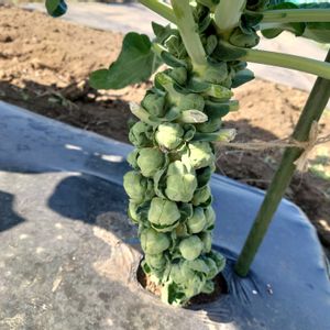 畑仕事,成長,畑作業,家庭菜園,畑の画像