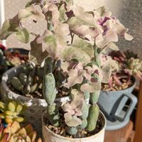 七宝樹錦,多肉植物,セネキオ属,多肉植物の紅葉,斑入り好き♡の画像