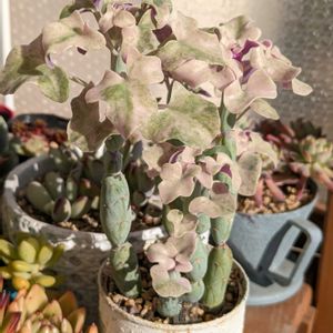 七宝樹錦,多肉植物,セネキオ属,多肉植物の紅葉,斑入り好き♡の画像