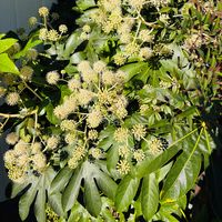 ヤツデ,ネコ好き,昆虫シリーズ,今日のお花,おでかけ先の画像