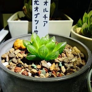 ハオルチア,ハオルチア,光オブツーサ,光るオブツーサ,多肉ちゃんの画像