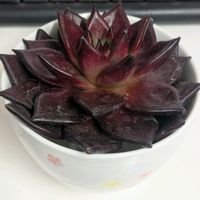 カット苗,発根管理,エケベリア　アガボイデス　“ロメオルビン”,お猪口管理,湯呑管理の画像