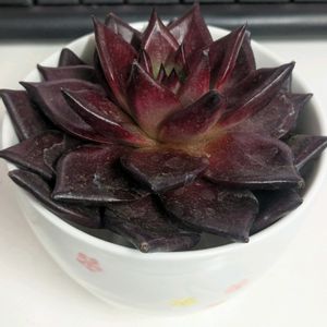 カット苗,発根管理,エケベリア　アガボイデス　“ロメオルビン”,お猪口管理,湯呑管理の画像