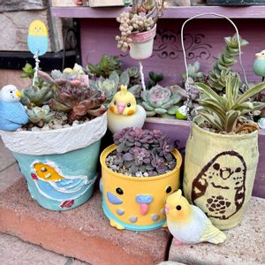 レズリー,宝草錦,多肉植物,多肉女子,多肉植物好きの画像