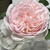 メルヘン ツァウヴァー,今日のお花,ばら バラ 薔薇,お花は癒し,ベランダの画像