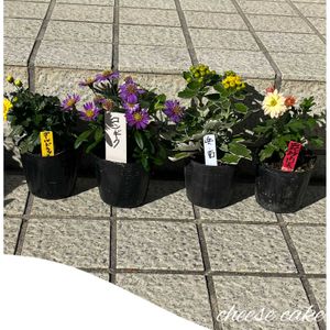 菊 キク きく,今週もよろしくお願いします,笑顔と感謝,玄関アプローチの画像