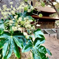 ヤツデ,iPhone撮影,三渓園,分別,きな粉餅の画像