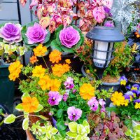 葉牡丹,葉牡丹,ビオラ,ビオラ,栄養系コリウスの画像