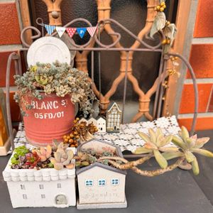 秋麗,多肉植物,多肉の寄せ植え,タニラー,多肉女子の画像