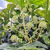 ヤツデ,ヤツデの花♡,花のある暮らし,可愛いお花♡,素敵な色❤の画像