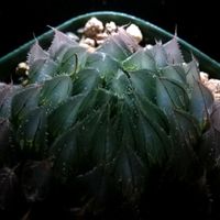 ハオルチア,ハオルチア,多肉植物,ハオルチア属,透明な窓の画像