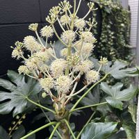 ヤツデ,観葉植物,花いろいろ,おうち園芸,おうちde菜園の画像