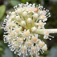 ヤツデ,観葉植物,庭木,常緑低木,花木の画像