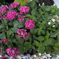 ペンタス,ビオラ,ダリア　マキシの画像