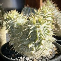 パキポディウム・グラキリス,パキポディウム・デンシフローラム,パキポディウム・エブレネウム,多肉植物,神奈川タニラーの画像